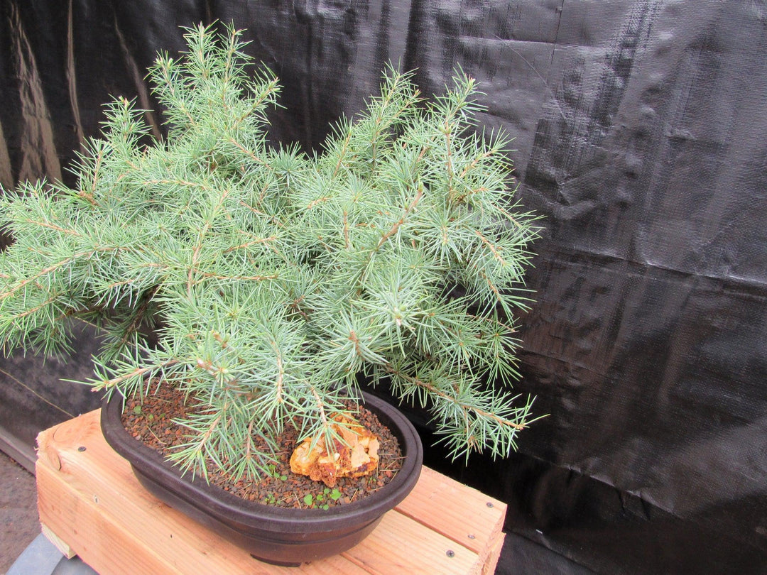 41 Year Old Himalayan Cedar Specimen Bonsai Tree Side