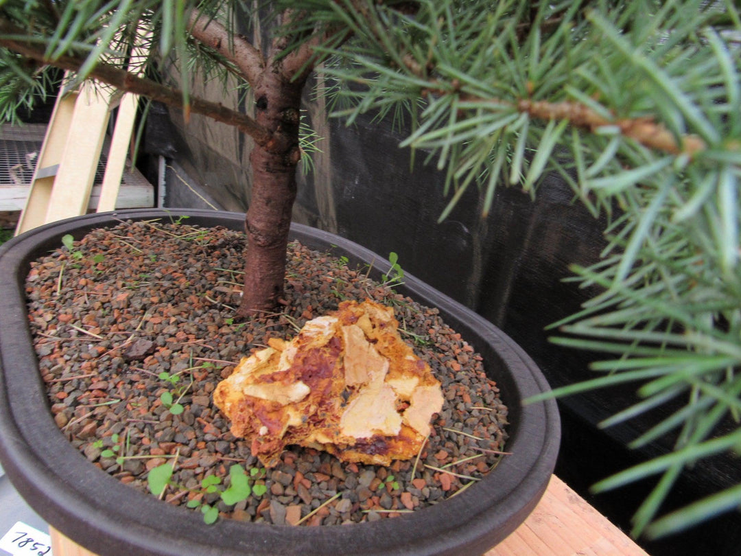 41 Year Old Himalayan Cedar Specimen Bonsai Tree Trunk