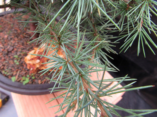 himalayan cedar bonsai tree 41 Year Old Himalayan Cedar Specimen Bonsai Tree