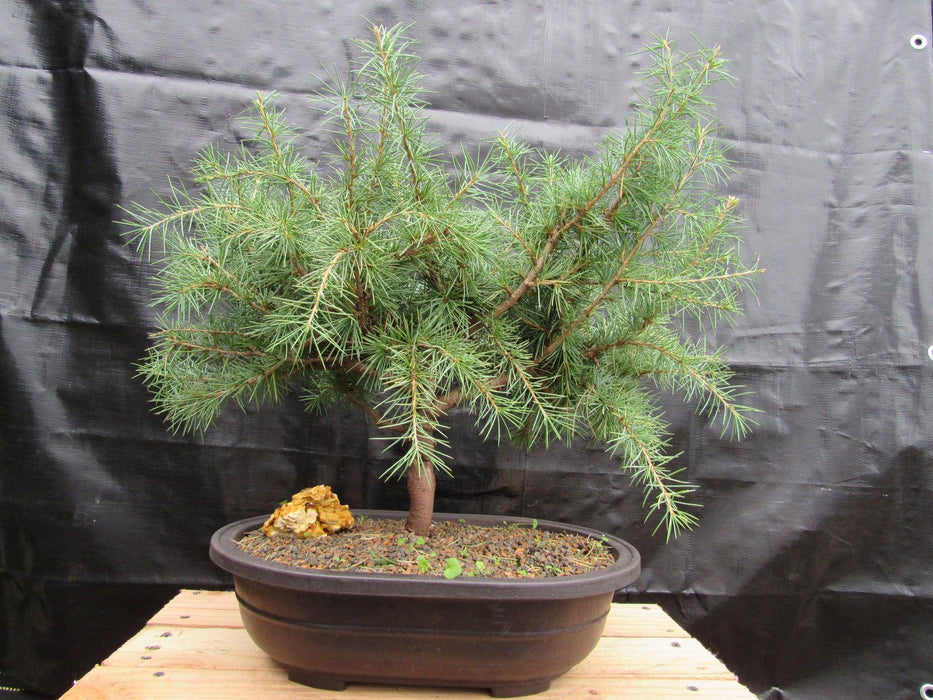 41 Year Old Himalayan Cedar Specimen Bonsai Tree Back