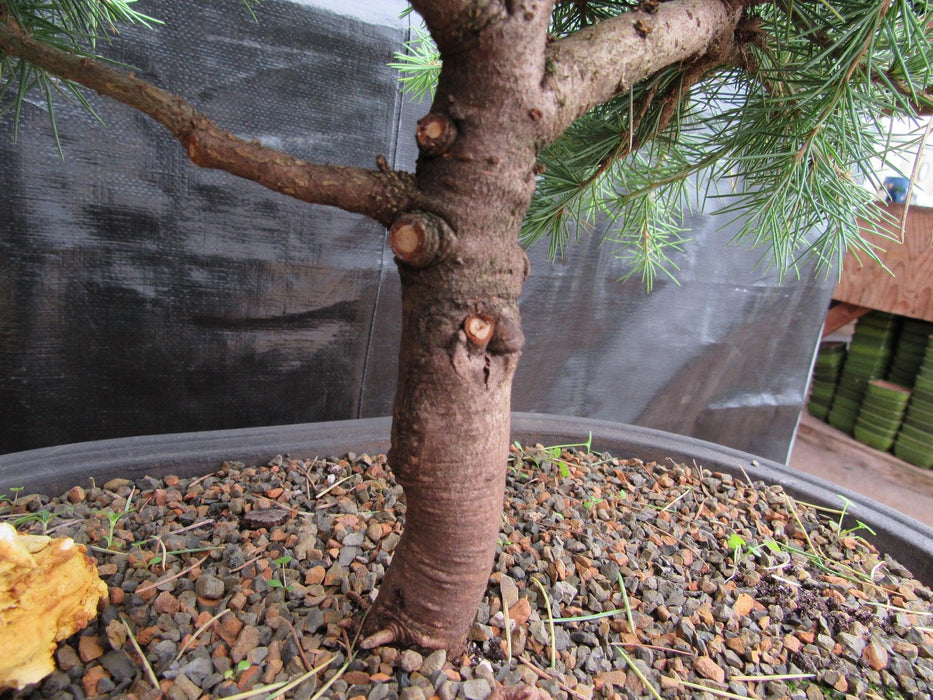 41 Year Old Himalayan Cedar Specimen Bonsai Tree Bark