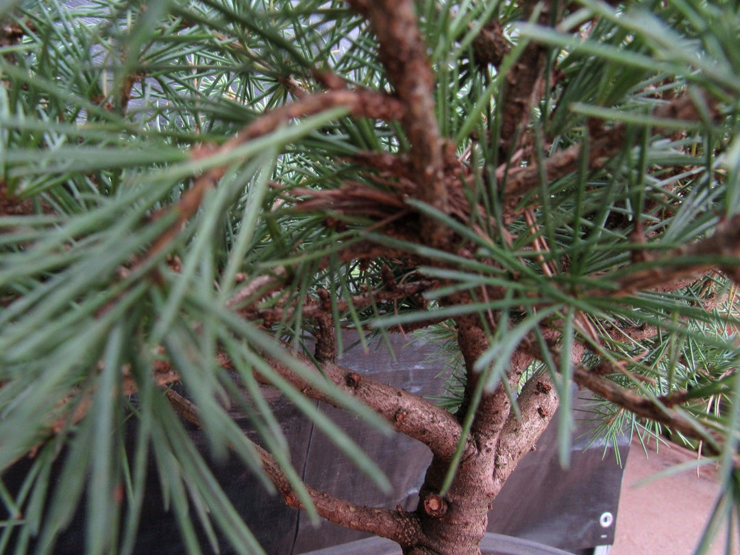 41 Year Old Himalayan Cedar Specimen Bonsai Tree Branches