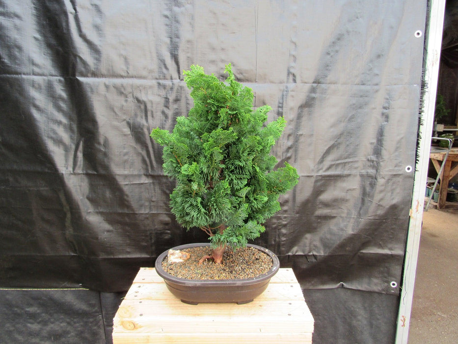 41 Year Old Hinoki Cypress Specimen Bonsai Tree Back