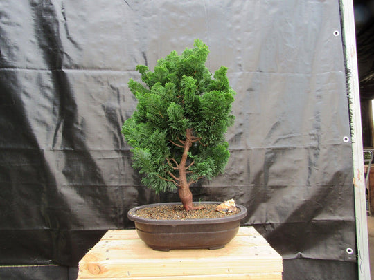 41 Year Old Hinoki Cypress Specimen Bonsai Tree
