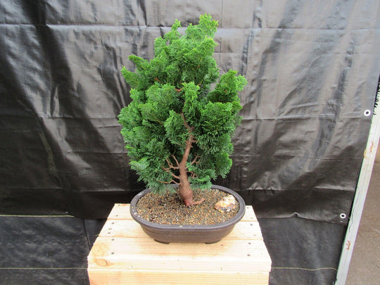 hinoki bonsai tree sale near me 41 Year Old Hinoki Cypress Specimen Bonsai Tree