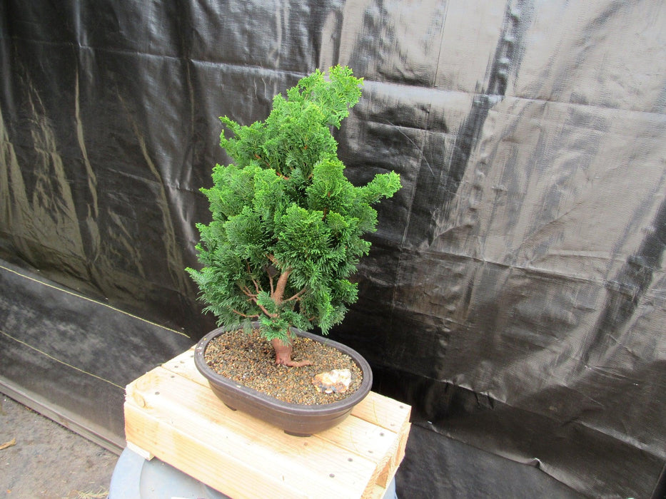 41 Year Old Hinoki Cypress Specimen Bonsai Tree Side