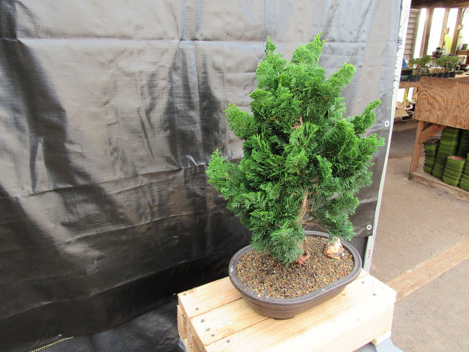 41 Year Old Hinoki Cypress Specimen Bonsai Tree Strong Side