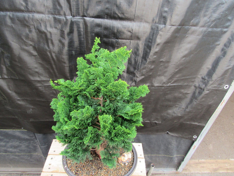 41 Year Old Hinoki Cypress Specimen Bonsai Tree Canopy