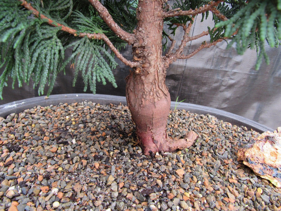 41 Year Old Hinoki Cypress Specimen Bonsai Tree Trunk
