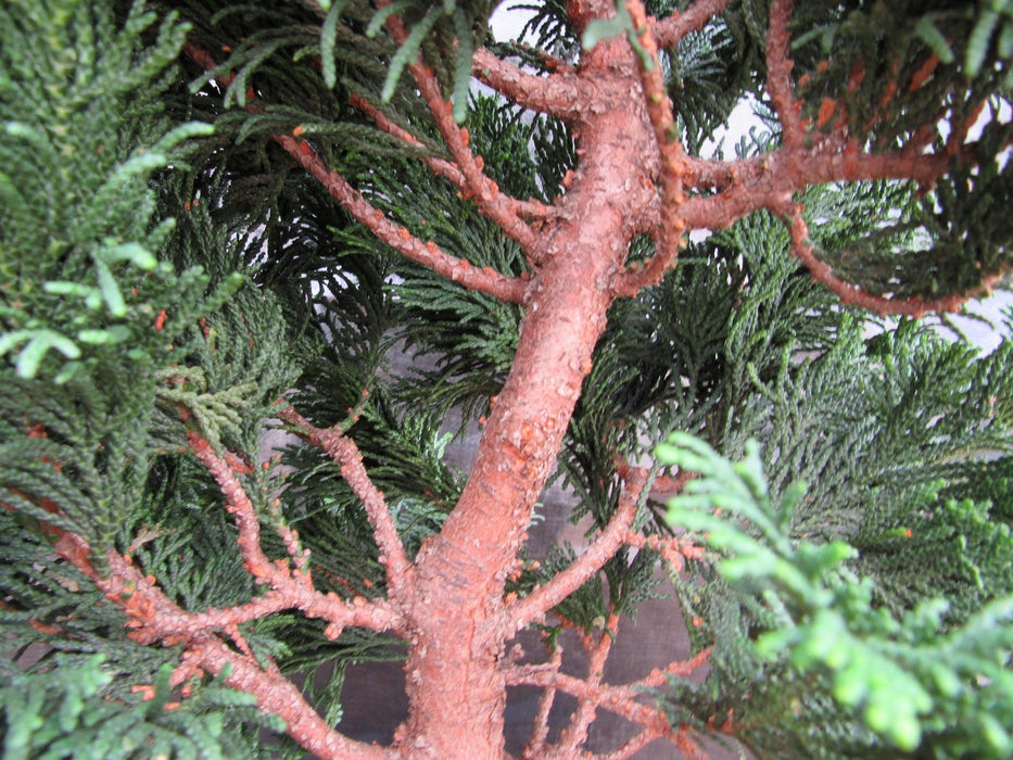 41 Year Old Hinoki Cypress Specimen Bonsai Tree Bark