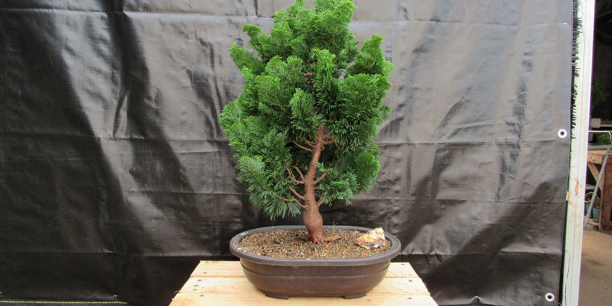 41 Year Old Hinoki Cypress Specimen Bonsai Tree