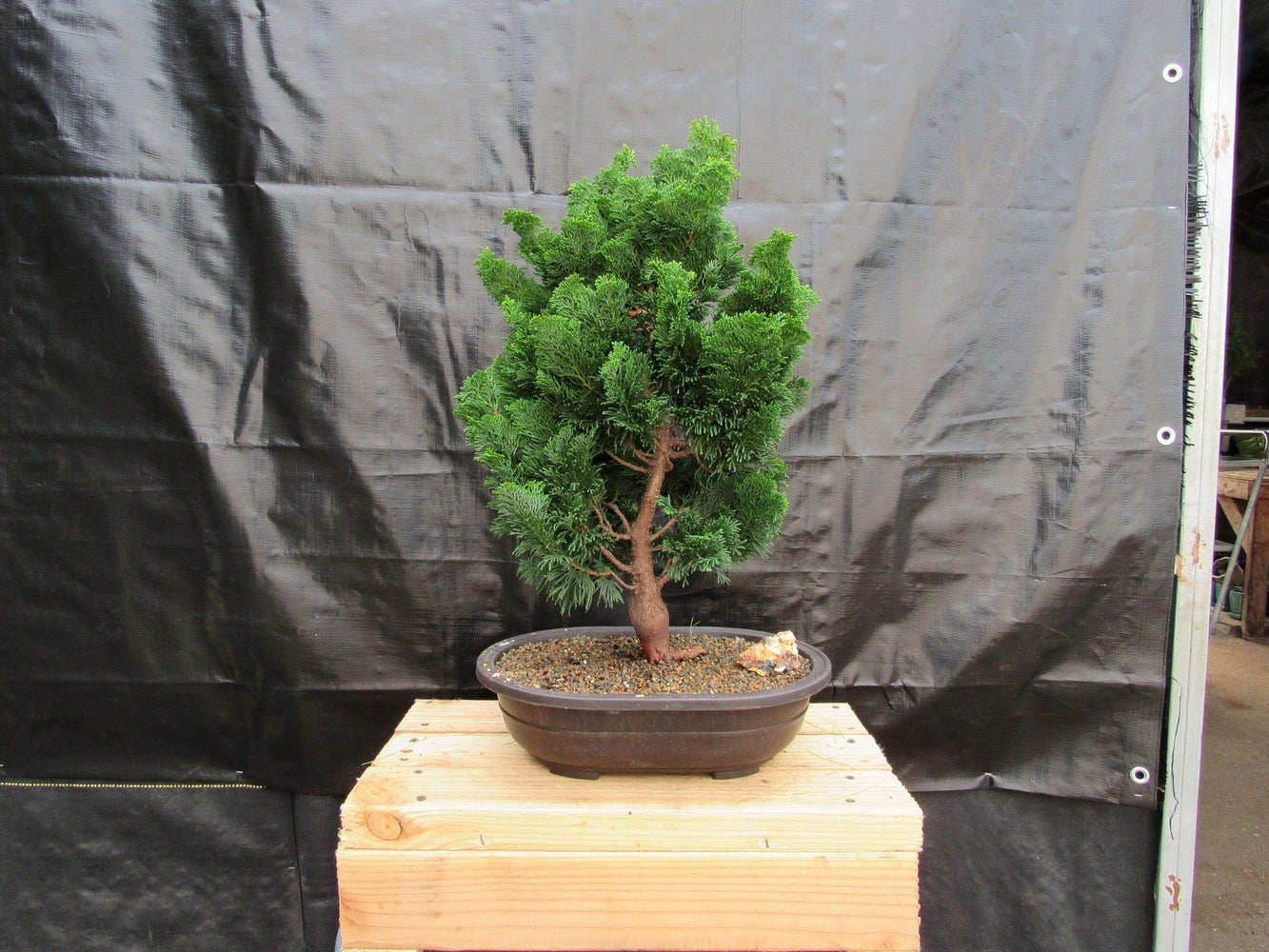 41 Year Old Hinoki Cypress Specimen Bonsai Tree