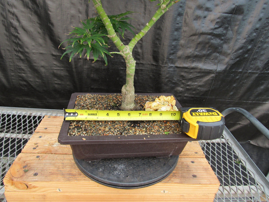 41 Year Old Mikawa Yatsubusa Japanese Maple Bonsai Tree Size