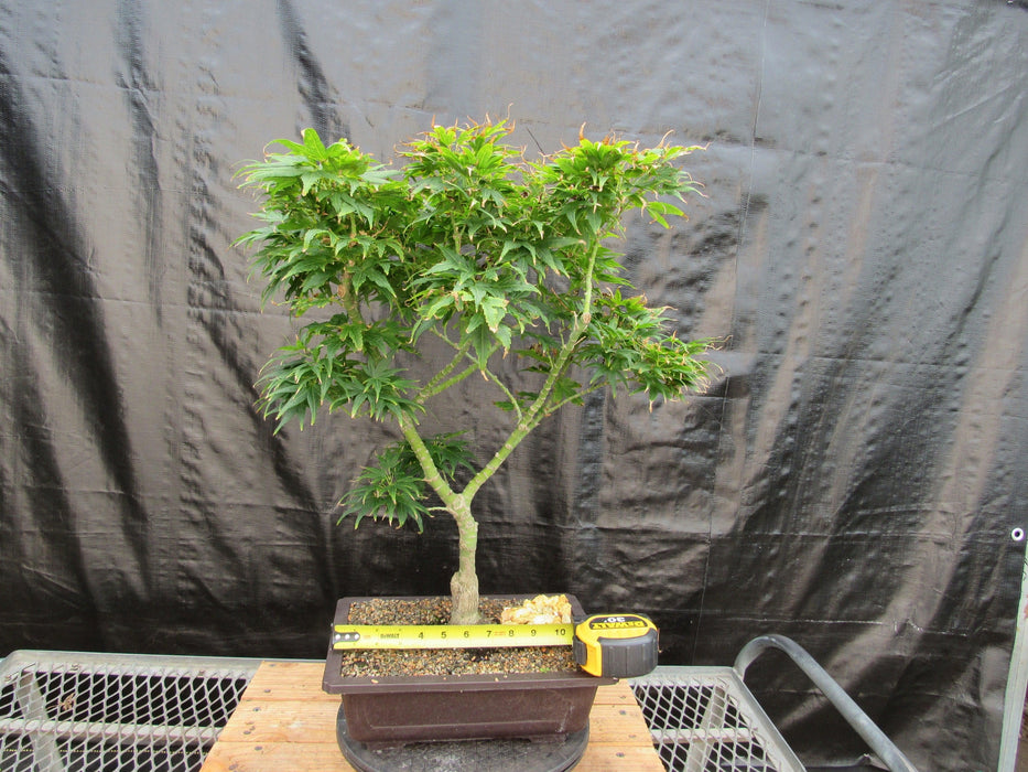 41 Year Old Mikawa Yatsubusa Japanese Maple Bonsai Tree Width