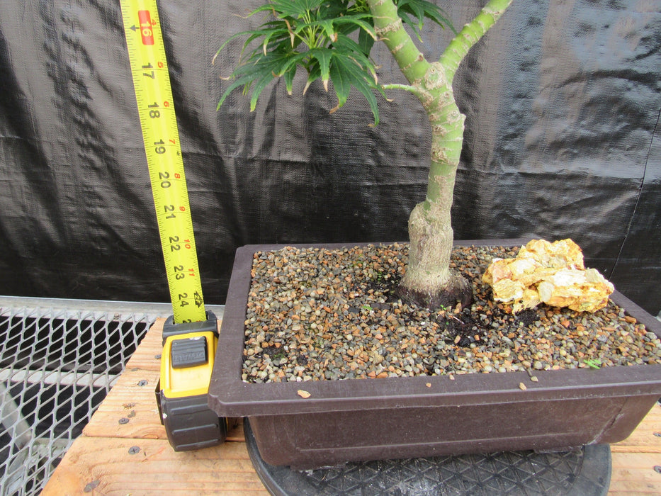 41 Year Old Mikawa Yatsubusa Japanese Maple Bonsai Tree Tall