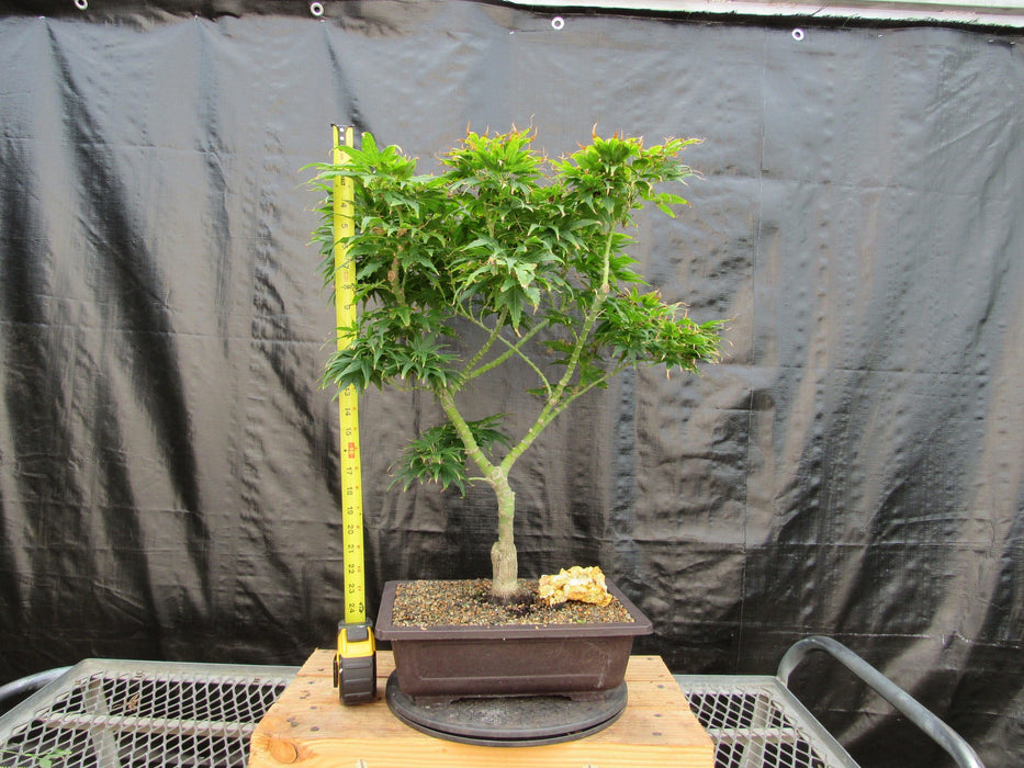 41 Year Old Mikawa Yatsubusa Japanese Maple Bonsai Tree Height