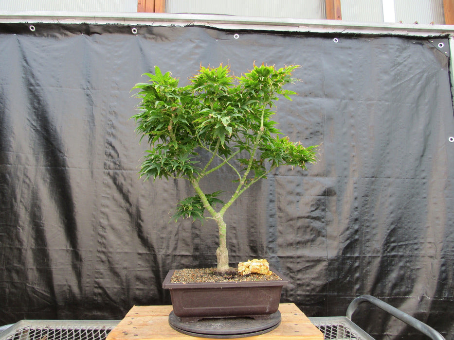 41 Year Old Mikawa Yatsubusa Japanese Maple Bonsai Tree Profile