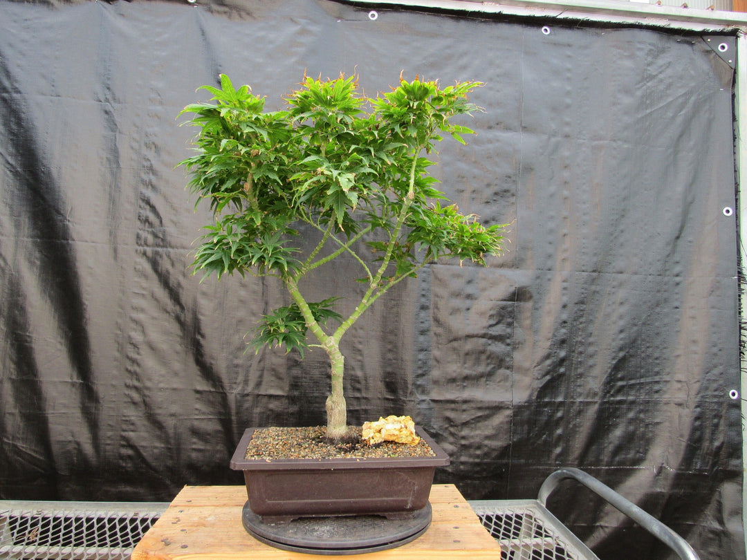 41 Year Old Mikawa Yatsubusa Japanese Maple Bonsai Tree Front