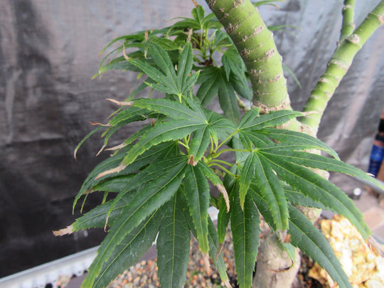 bonsai tree for sale milwaukee 41 Year Old Mikawa Yatsubusa Japanese Maple Bonsai Tree