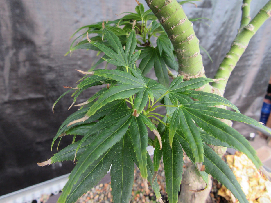 41 Year Old Mikawa Yatsubusa Japanese Maple Bonsai Tree Leaves