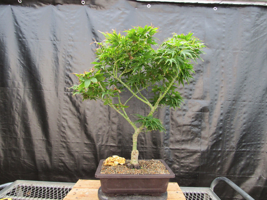 41 Year Old Mikawa Yatsubusa Japanese Maple Bonsai Tree Back