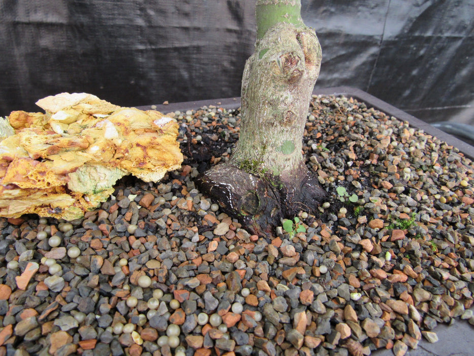 41 Year Old Mikawa Yatsubusa Japanese Maple Bonsai Tree Trunk Base