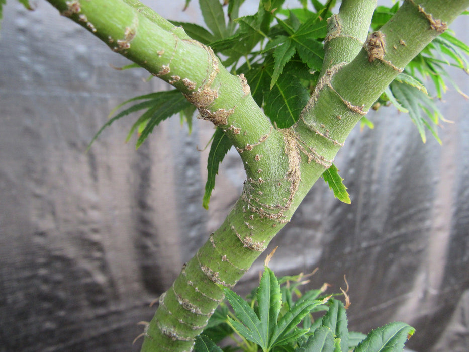 41 Year Old Mikawa Yatsubusa Japanese Maple Bonsai Tree Branch Structure