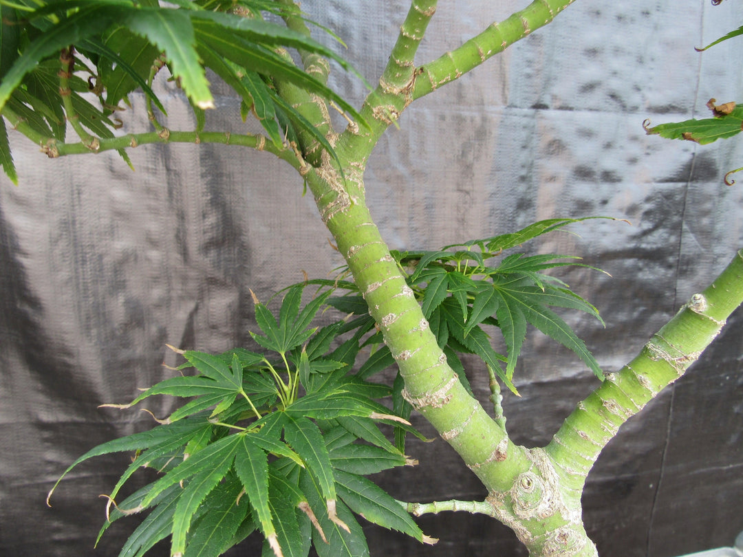 41 Year Old Mikawa Yatsubusa Japanese Maple Bonsai Tree Great Bark
