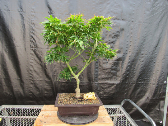 kappa mikey bonsai tree 41 Year Old Mikawa Yatsubusa Japanese Maple Bonsai Tree