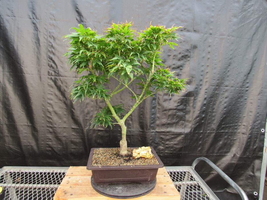 41 Year Old Mikawa Yatsubusa Japanese Maple Bonsai Tree