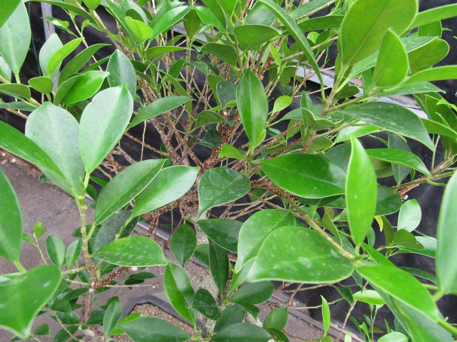 42 Year Ficus Retusa Specimen Bonsai Tree Leaves