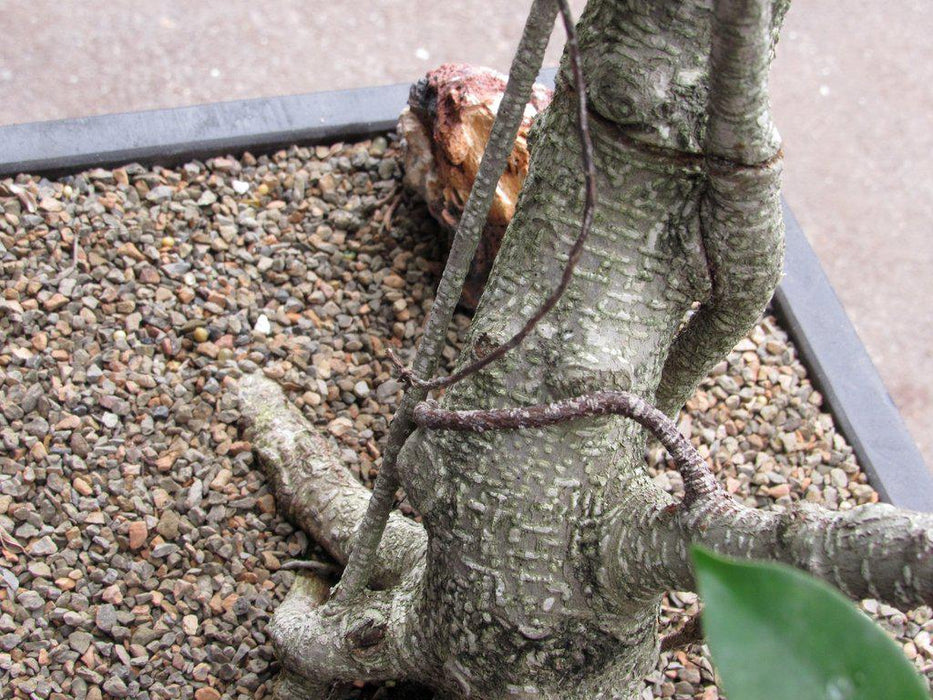 42 Year Ficus Retusa Specimen Bonsai Tree Trunk Split