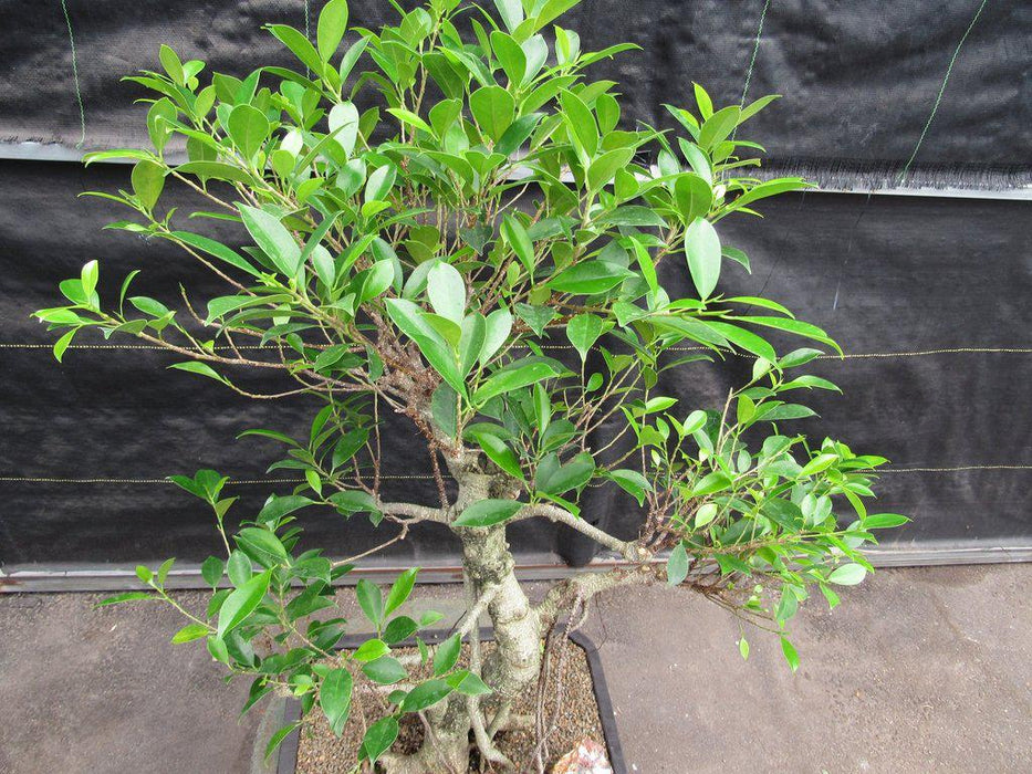 42 Year Ficus Retusa Specimen Bonsai Tree Canopy