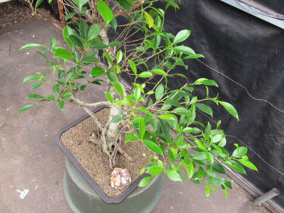 42 Year Ficus Retusa Specimen Bonsai Tree Top