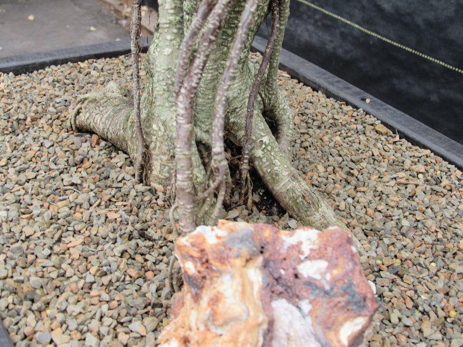 42 Year Ficus Retusa Specimen Bonsai Tree Base