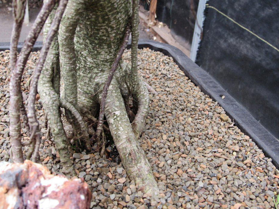42 Year Ficus Retusa Specimen Bonsai Tree Base Side