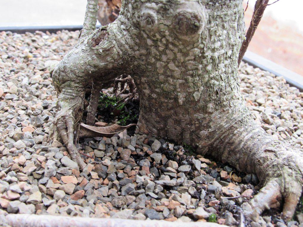 42 Year Ficus Retusa Specimen Bonsai Tree Root Hole
