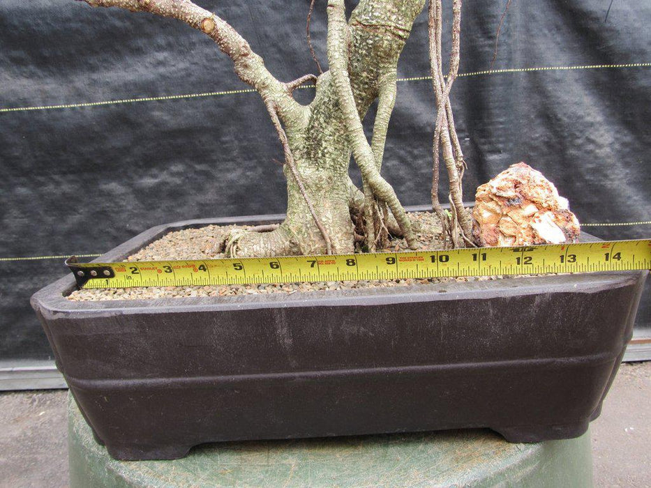 42 Year Ficus Retusa Specimen Bonsai Tree Width