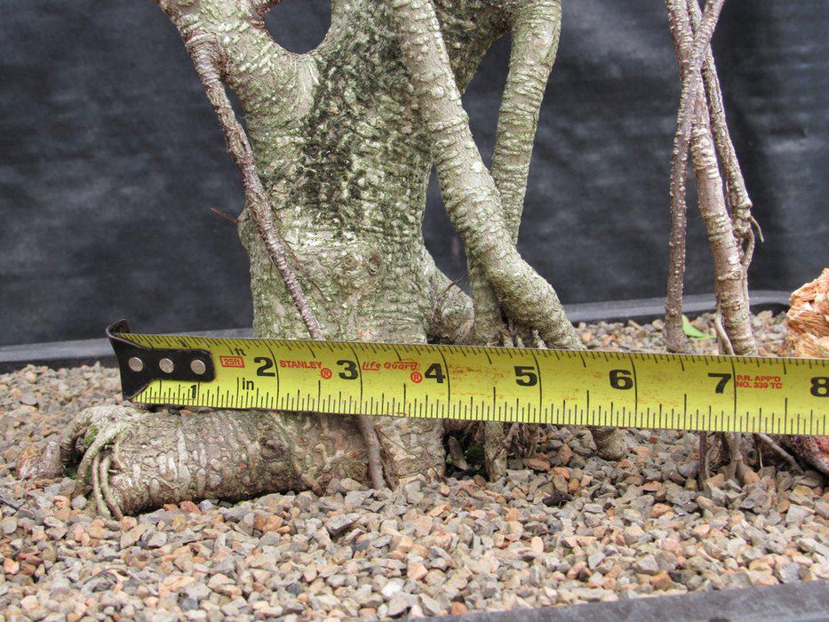 42 Year Ficus Retusa Specimen Bonsai Tree Trunk Size