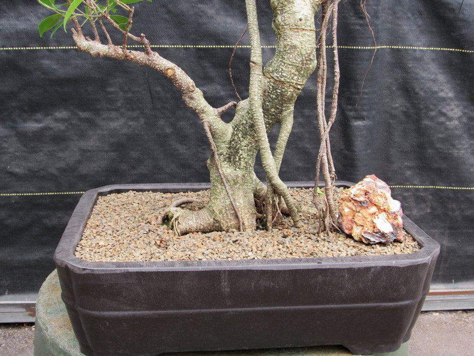 42 Year Ficus Retusa Specimen Bonsai Tree Trunk