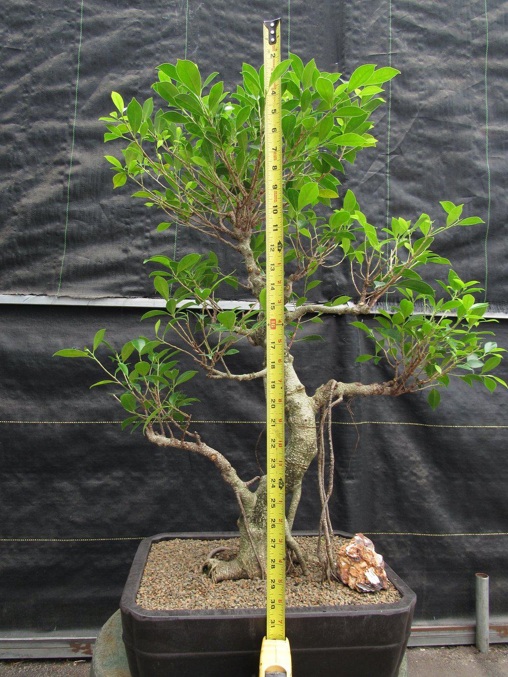 42 Year Ficus Retusa Specimen Bonsai Tree