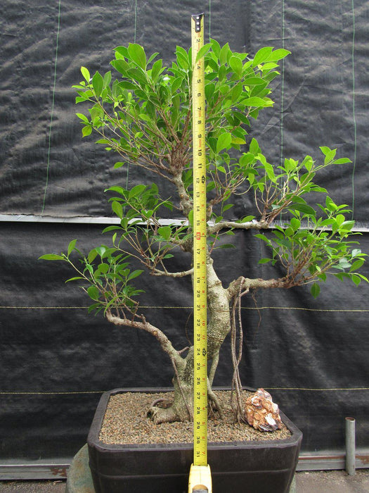 42 Year Ficus Retusa Specimen Bonsai Tree Size