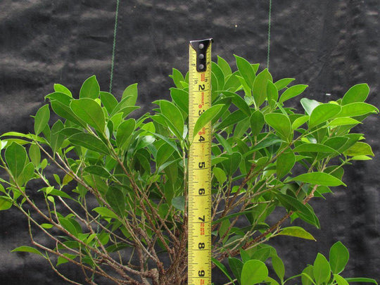bonsai tree maximum height 42 Year Ficus Retusa Specimen Bonsai Tree