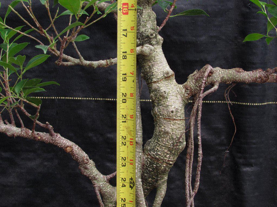 42 Year Ficus Retusa Specimen Bonsai Tree Trunk Height