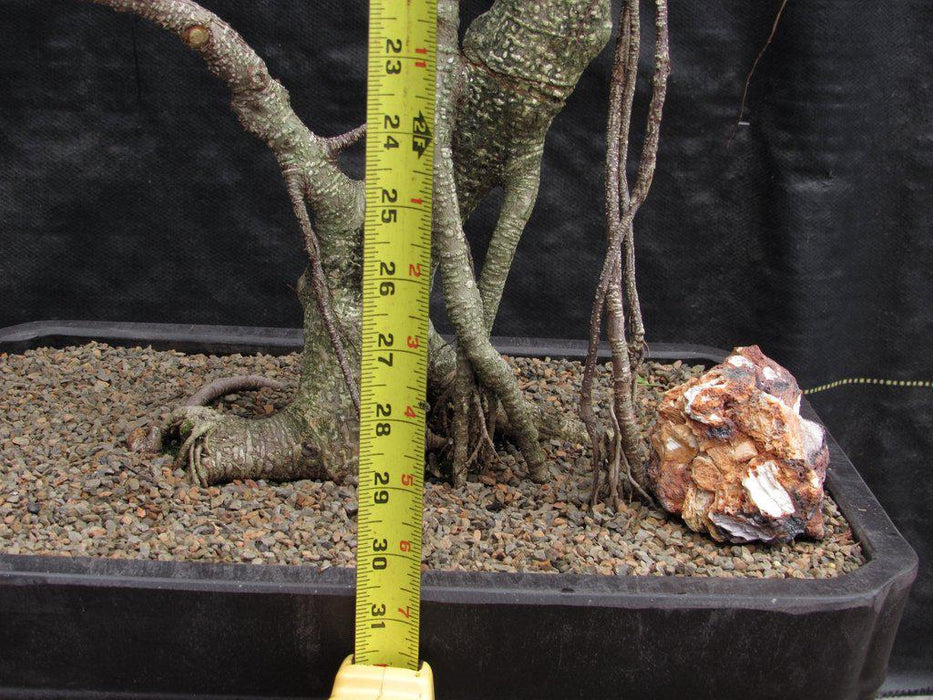 42 Year Ficus Retusa Specimen Bonsai Tree Height 2