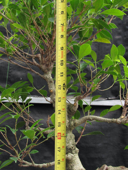 42 Year Ficus Retusa Specimen Bonsai Tree Canopy Size