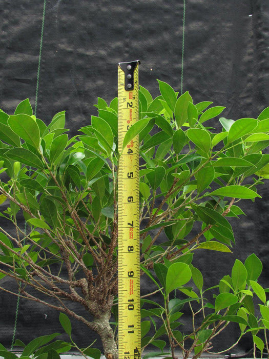 42 Year Ficus Retusa Specimen Bonsai Tree Apex Height