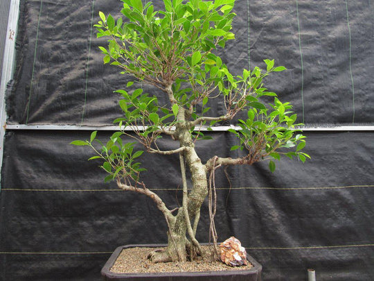 エバーフレッシュ 143cm８号 S-shaped tree form Life Tree. Bonsai Hibiscus Tiliaceus - Etsy
