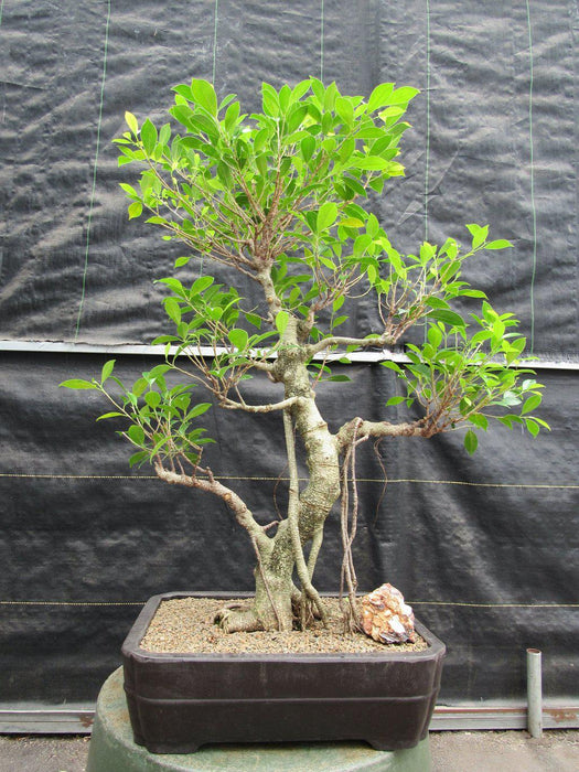 42 Year Ficus Retusa Specimen Bonsai Tree Alt