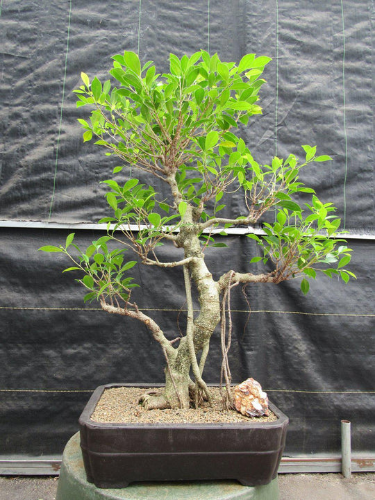 bonsai trees ficus 42 Year Ficus Retusa Specimen Bonsai Tree